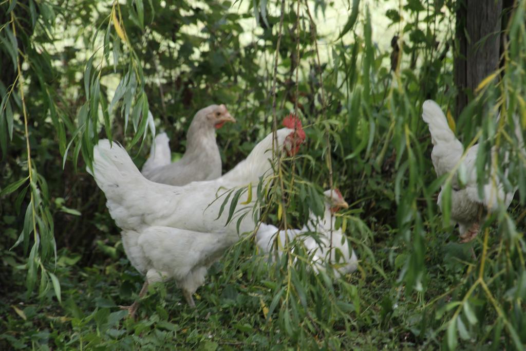 Appartamento Pitterlehof Chienes Esterno foto