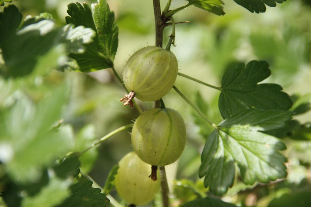 Appartamento Pitterlehof Chienes Esterno foto